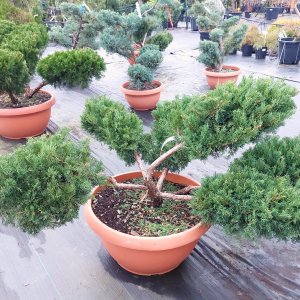 Borievka prostredná (Juniperus x Media) ´PFITZERIANA AUREA´- výška 60-80 cm, kont. C90L - BONSAJ